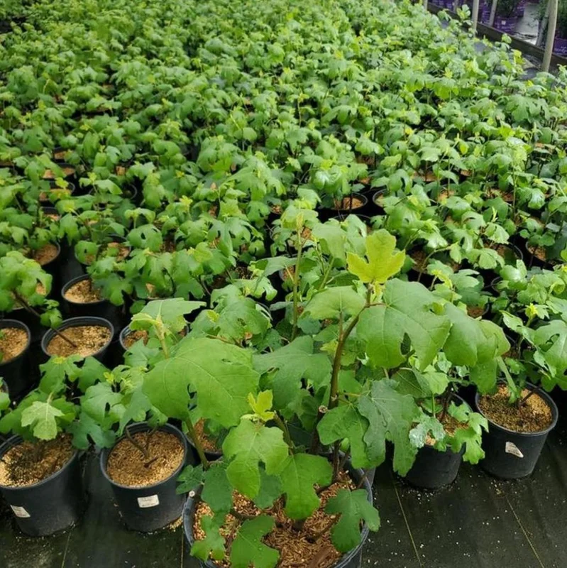 Fignomenal Fig Tree Live Plant, Dwarf Ficus Carica, 4-8 Inch Tall, Fruit Tree - Image 8