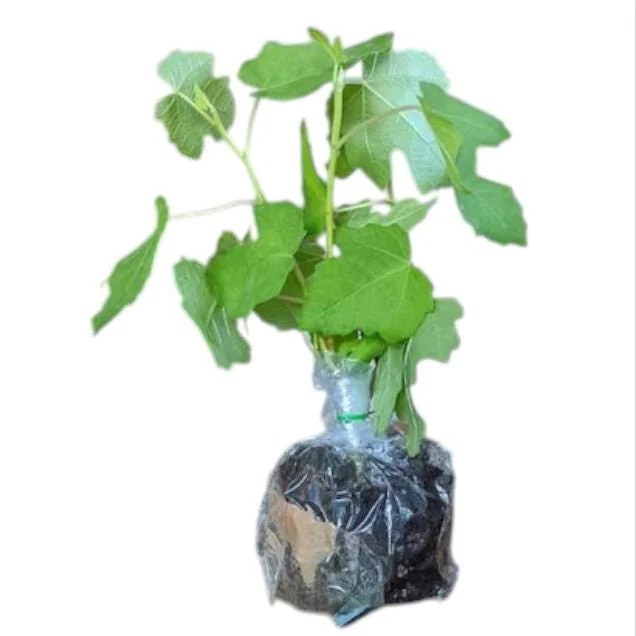 Fignomenal Fig Tree Live Plant, Dwarf Ficus Carica, 4-8 Inch Tall, Fruit Tree - Image 9