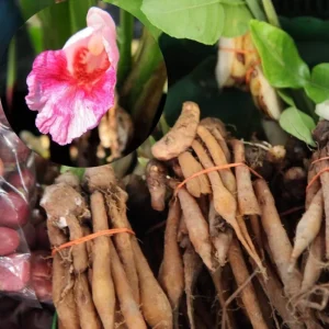 Finger Root Live Plant Starter - Krachai Ginger, 4-8 Inch Tall, Outdoor Edible Herb - Image 3