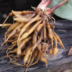 Finger Root Live Plant Starter - Krachai Ginger, 4-8 Inch Tall, Outdoor Edible Herb - Image 4