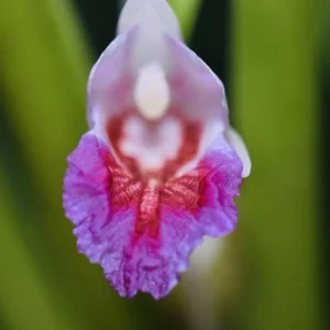 Finger Root Live Plant Starter - Krachai Ginger, 4-8 Inch Tall, Outdoor Edible Herb - Image 5