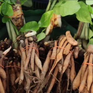 Finger Root Live Plant Starter - Krachai Ginger, 4-8 Inch Tall, Outdoor Edible Herb - Image 6