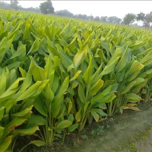 Finger Root Live Plant Starter - Krachai Ginger, 4-8 Inch Tall, Outdoor Edible Herb - Image 7