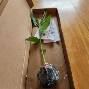 Finger Root Live Plant Starter - Krachai Ginger, 4-8 Inch Tall, Outdoor Edible Herb - Image 8