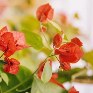 Fire Opal Bougainvillea Live Plant Set, 2 Orange Bougainvilleas, 4-8 Inch Tall - Image 5