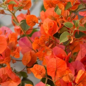 Fire Opal Bougainvillea Live Plant Set, 2 Orange Bougainvilleas, 4-8 Inch Tall - Image 6