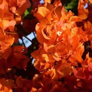 Fire Opal Bougainvillea Live Plant Set, 2 Orange Bougainvilleas, 4-8 Inch Tall - Image 8