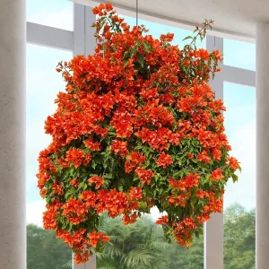 Fire Opal Bougainvillea Live Plant Set, 2 Orange Bougainvilleas, 4-8 Inch Tall - Image 9