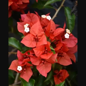 Flame Bougainvillea Live Plants – Set of 2, 4-8 Inch, Orange-Red Perennial Vine - Image 2