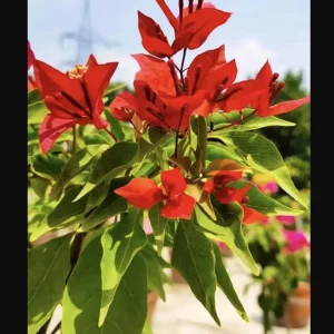 Flame Bougainvillea Live Plants – Set of 2, 4-8 Inch, Orange-Red Perennial Vine - Image 3