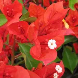Flame Bougainvillea Live Plants – Set of 2, 4-8 Inch, Orange-Red Perennial Vine - Image 6
