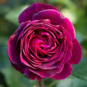 Floribunda Purple Rose Plant Live, 4-6 Inch Tall, Heirloom Rose Bush - Image 1