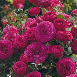 Floribunda Purple Rose Plant Live, 4-6 Inch Tall, Heirloom Rose Bush - Image 2