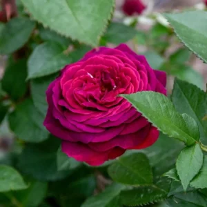 Floribunda Purple Rose Plant Live, 4-6 Inch Tall, Heirloom Rose Bush - Image 3