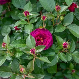 Floribunda Purple Rose Plant Live, 4-6 Inch Tall, Heirloom Rose Bush - Image 4