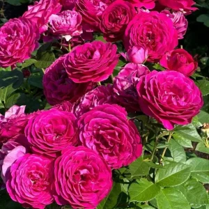 Floribunda Purple Rose Plant Live, 4-6 Inch Tall, Heirloom Rose Bush - Image 5