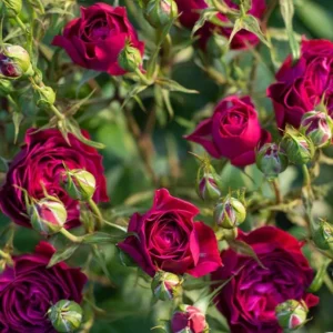 Floribunda Purple Rose Plant Live, 4-6 Inch Tall, Heirloom Rose Bush - Image 6