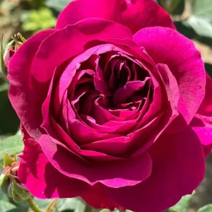 Floribunda Purple Rose Plant Live, 4-6 Inch Tall, Heirloom Rose Bush - Image 7