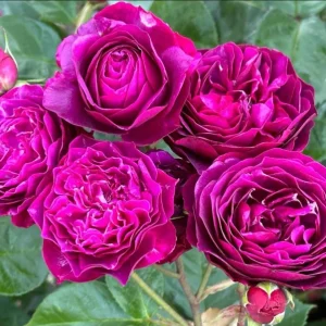 Floribunda Purple Rose Plant Live, 4-6 Inch Tall, Heirloom Rose Bush - Image 9