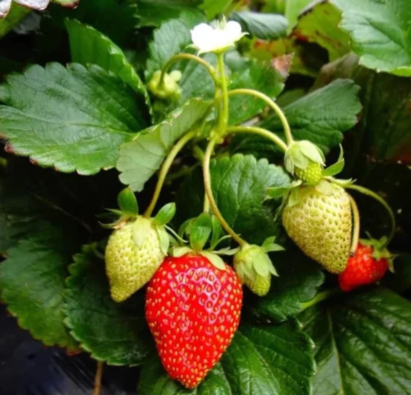 Fort Laramie Everbearing Strawberry Bare Roots - 10 Pack for Planting - Image 2