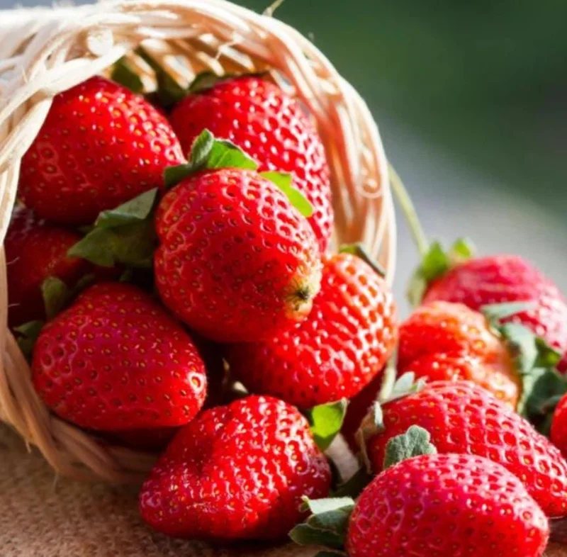 Fort Laramie Everbearing Strawberry Bare Roots - 10 Pack for Planting - Image 3