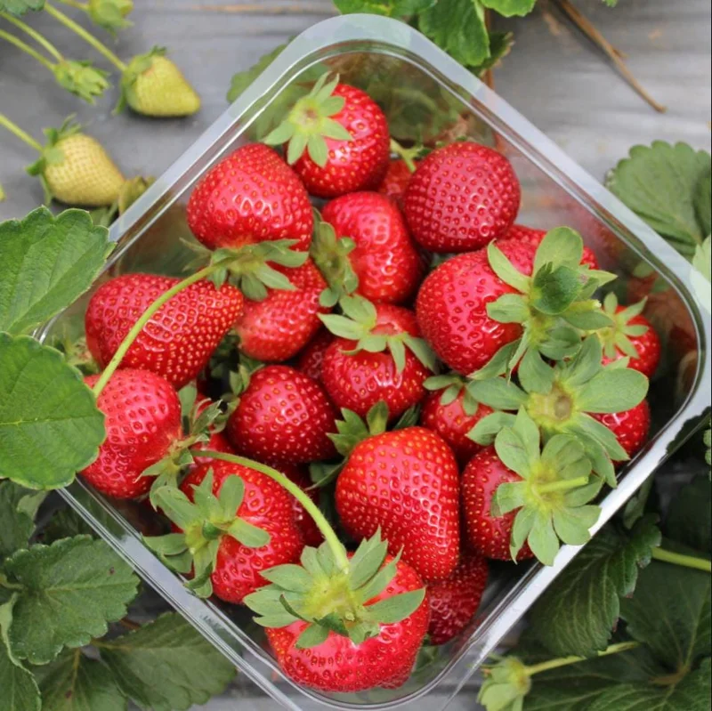 Fort Laramie Everbearing Strawberry Bare Roots - 10 Pack for Planting - Image 4