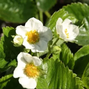 Fort Laramie Everbearing Strawberry Bare Roots - 10 Pack for Planting - Image 6