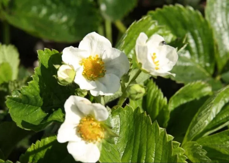 Fort Laramie Everbearing Strawberry Bare Roots - 10 Pack for Planting - Image 6