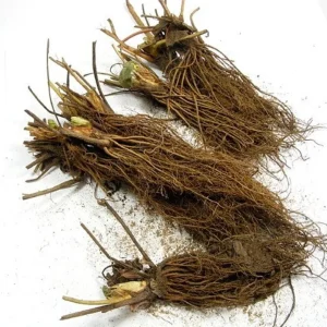 Fort Laramie Everbearing Strawberry Bare Roots - 10 Pack for Planting - Image 8