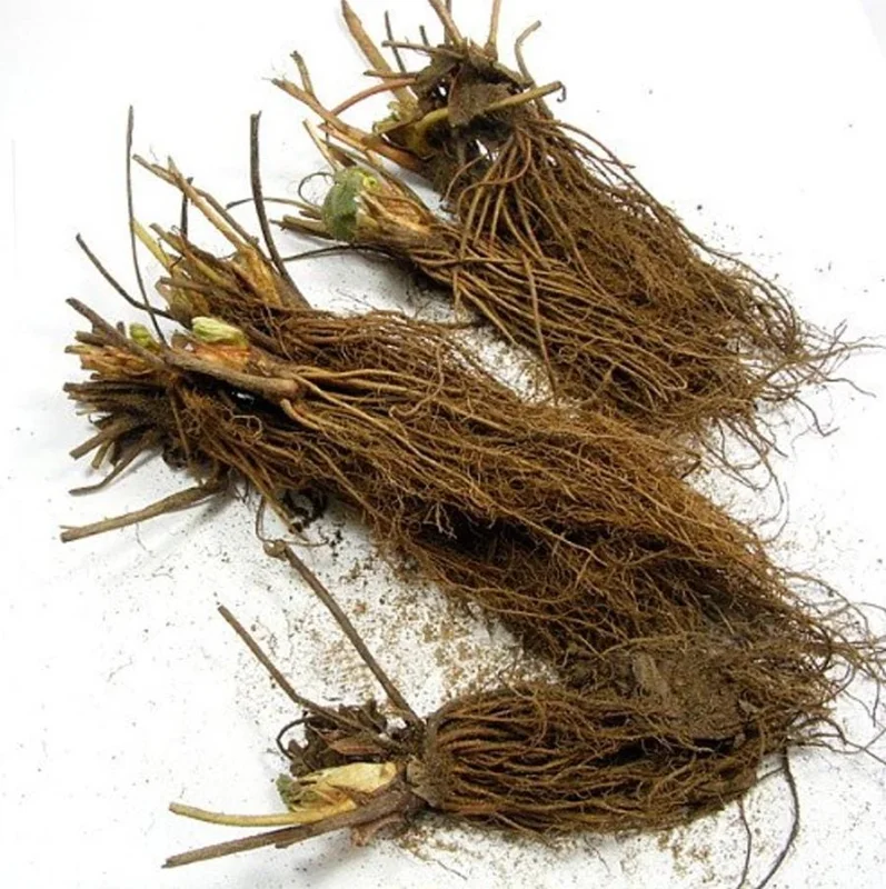 Fort Laramie Everbearing Strawberry Bare Roots - 10 Pack for Planting - Image 8