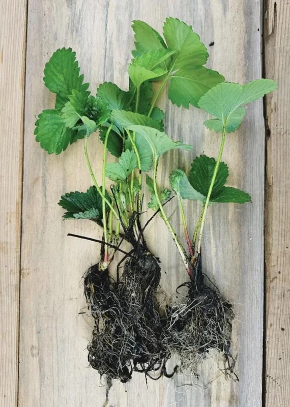 Fort Laramie Everbearing Strawberry Bare Roots - 10 Pack for Planting - Image 9