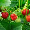 Fort Laramie Everbearing Strawberry Bare Roots - 10 Pack for Planting - Image 1