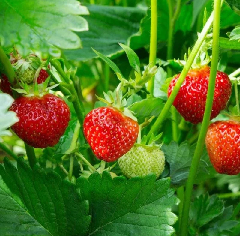 Fort Laramie Everbearing Strawberry Bare Roots - 10 Pack for Planting - Image 1