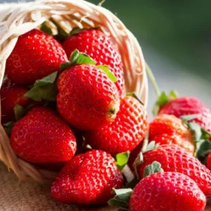 Fort Laramie Strawberry Bare Roots - Sweet Everbearing, 5 Pack, 4-8 Inch Tall, Outdoor Edible Plant - Image 1