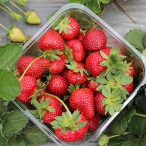 Fort Laramie Strawberry Bare Roots - Sweet Everbearing, 5 Pack, 4-8 Inch Tall, Outdoor Edible Plant - Image 4