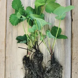 Fort Laramie Strawberry Bare Roots - Sweet Everbearing, 5 Pack, 4-8 Inch Tall, Outdoor Edible Plant - Image 9