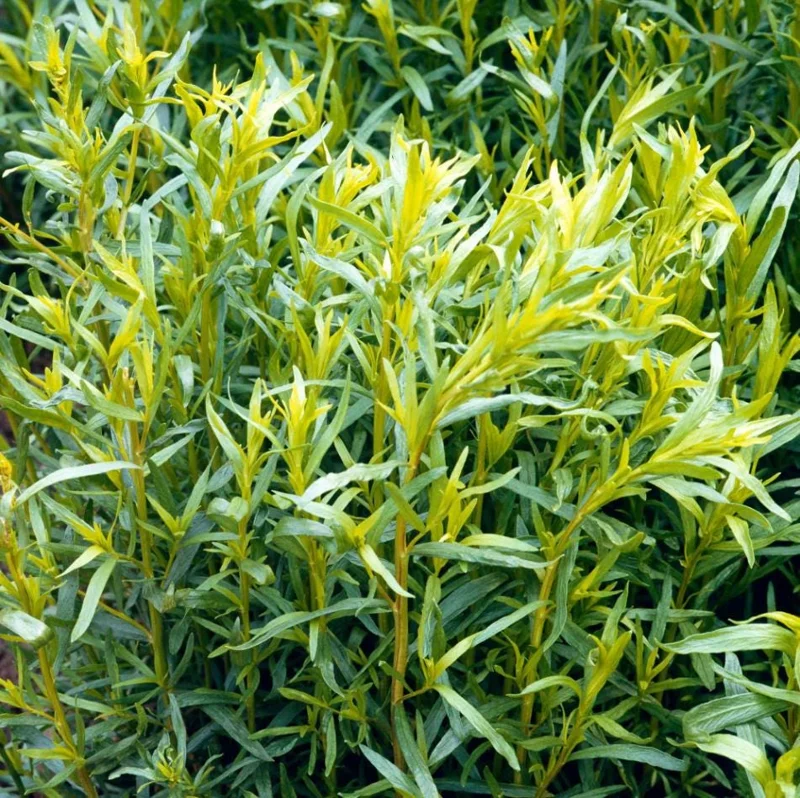 French Tarragon Live Starter Plant - 4-6 Inch Herb for Culinary Garden - Image 2