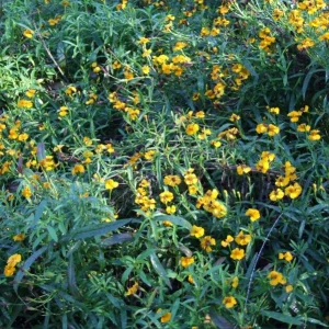 French Tarragon Live Starter Plant - 4-6 Inch Herb for Culinary Garden - Image 5