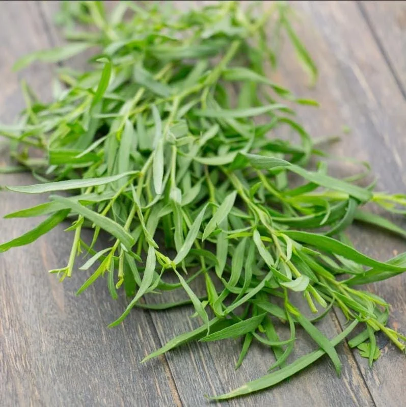 French Tarragon Live Starter Plant - 4-6 Inch Herb for Culinary Garden - Image 6