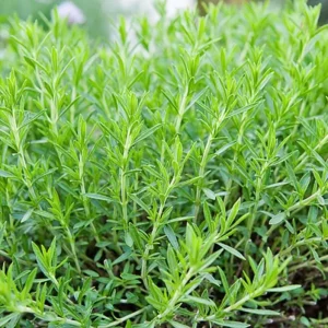 French Tarragon Live Starter Plant - 4-6 Inch Herb for Culinary Garden - Image 7