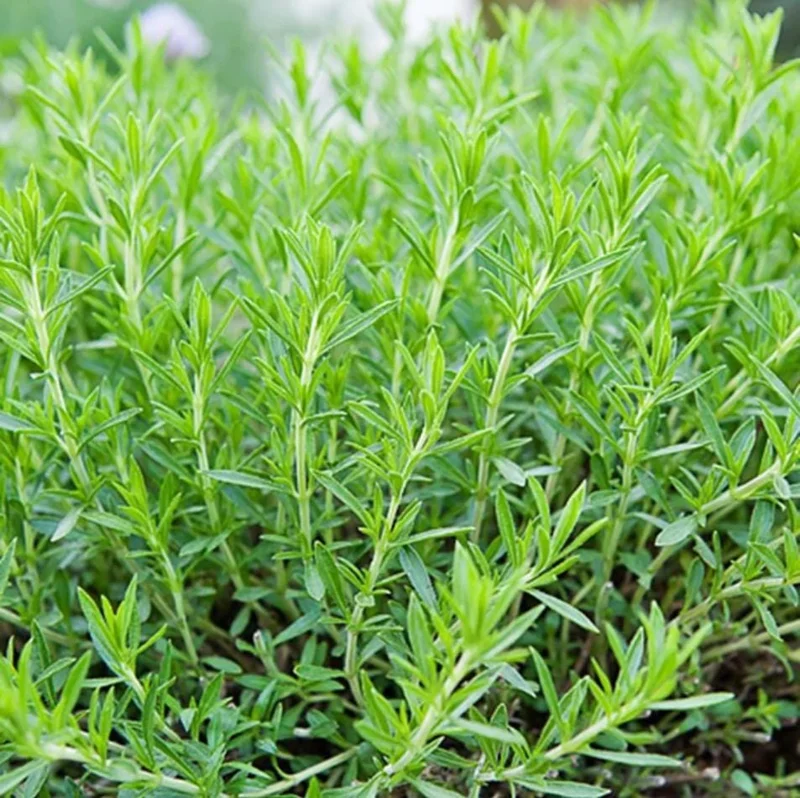 French Tarragon Live Starter Plant - 4-6 Inch Herb for Culinary Garden - Image 7