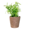 French Tarragon Live Starter Plant - 4-6 Inch Herb for Culinary Garden - Image 1