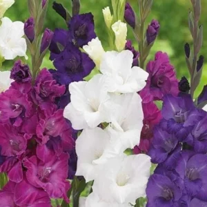 Gladiolus Bulbs Rainbow Mix – 5 Large Flowering Gladioli Bulbs 12/14 cm - Image 10