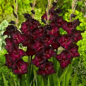 Gladiolus Bulbs Rainbow Mix – 5 Large Flowering Gladioli Bulbs 12/14 cm - Image 2