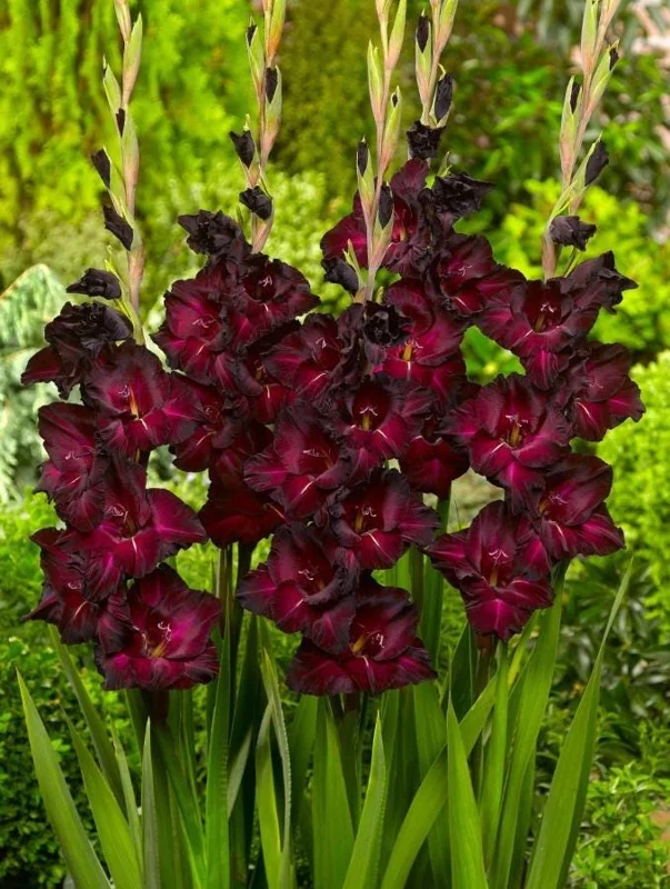 Gladiolus Bulbs Rainbow Mix – 5 Large Flowering Gladioli Bulbs 12/14 cm - Image 2