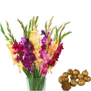 Gladiolus Bulbs Rainbow Mix – 5 Large Flowering Gladioli Bulbs 12/14 cm - Image 3