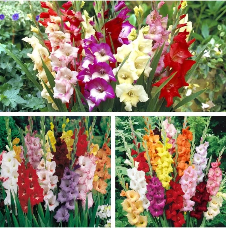 Gladiolus Bulbs Rainbow Mix – 5 Large Flowering Gladioli Bulbs 12/14 cm - Image 5