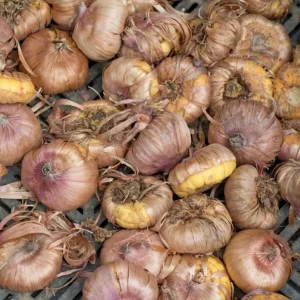 Gladiolus Bulbs Rainbow Mix – 5 Large Flowering Gladioli Bulbs 12/14 cm - Image 6