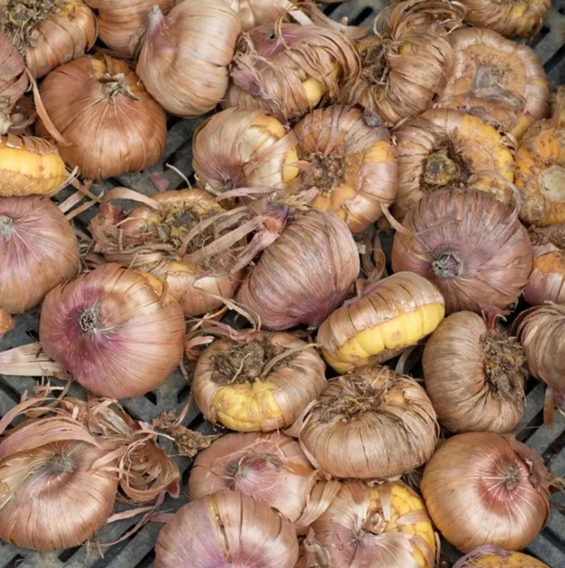 Gladiolus Bulbs Rainbow Mix – 5 Large Flowering Gladioli Bulbs 12/14 cm - Image 6