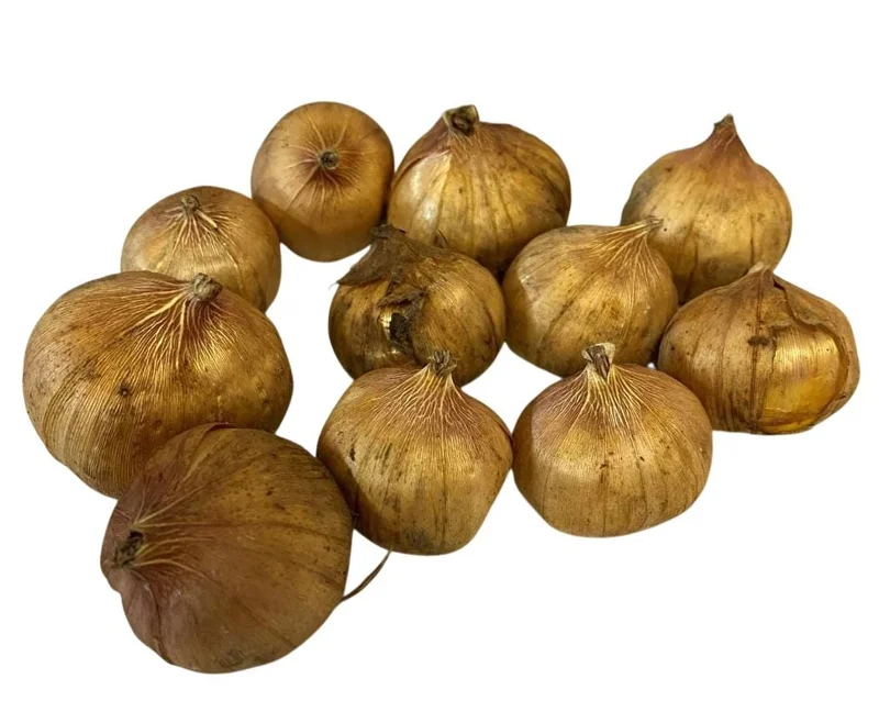 Gladiolus Bulbs Rainbow Mix – 5 Large Flowering Gladioli Bulbs 12/14 cm - Image 7